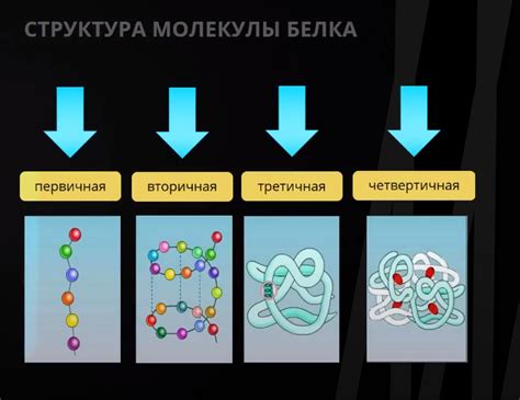 Структура молекулы белка | Белка