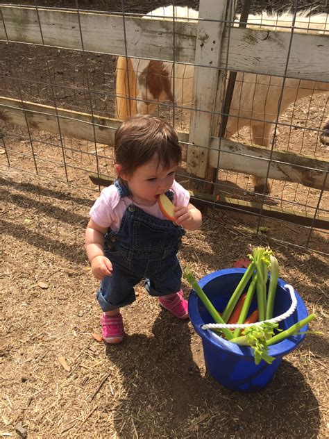 FEEDING THE ANIMALS | Winterpast Farm