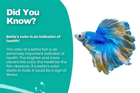 5 Signs Of A Happy And Healthy Betta Fish Majestic Fins