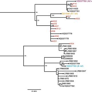 Maximum Likelihood Phylogenetic Tree Of Hpv Complete Genome