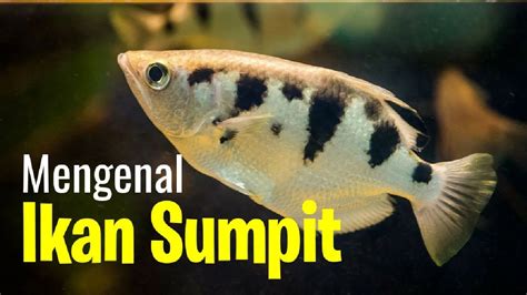Royaje Predator Fish Zone Mengenal Ikan Sumpit Youtube