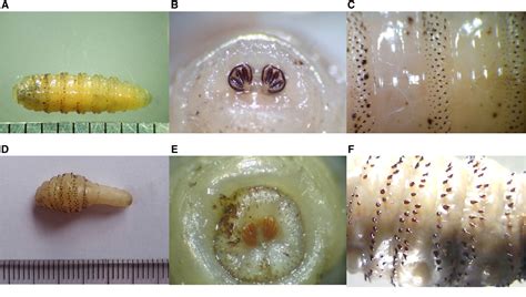 Figure 1 From Case Report Myiasis Due To Cochliomyia Hominivorax And