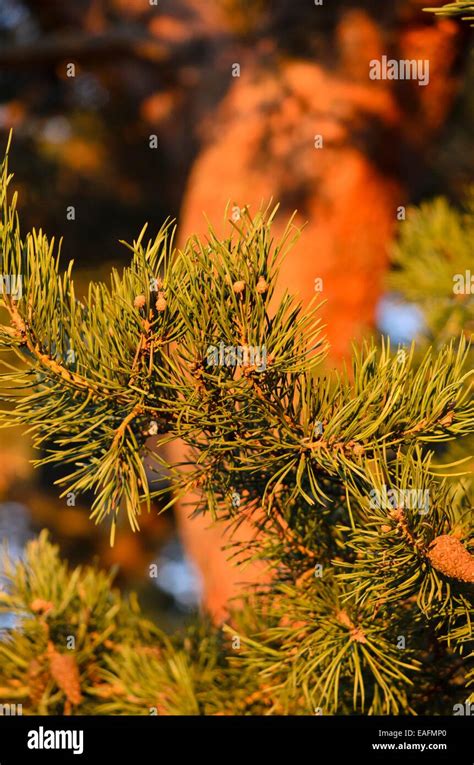 Scots Pine Pinus Sylvestris Stock Photo Alamy