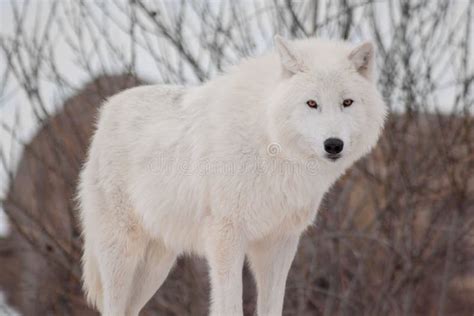 Wild Alaskan Tundra Wolf. Close Up. Canis Lupus Arctos. Polar Wolf or ...