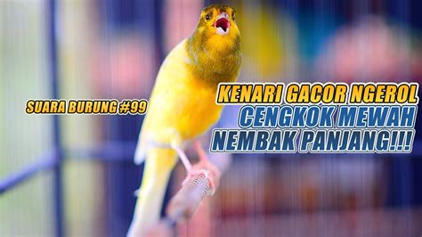 SUARA BURUNG 99 Kenari GACOR PANJANG INI Cocok Untuk Masteran KENARI