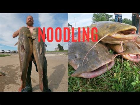 Noodling Big Catfish YouTube