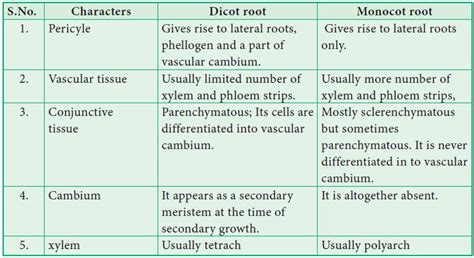 Anatomical Differences Between Dicot Root And Monocot Root