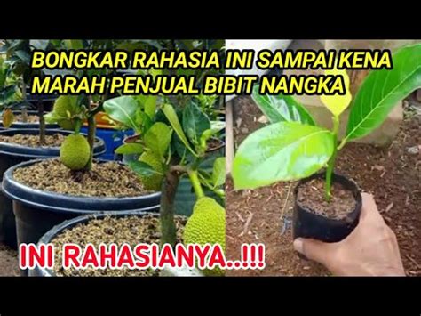 Bongkar Rahasia Stek Nangka Yang Selalu Di Rahasiakan YouTube