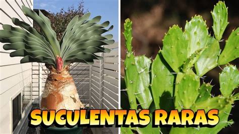 Esp Cies De Cactos E Plantas Suculentas Raras Para Identifica O