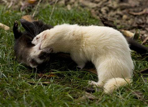 Normal Ferret Pictures Fat Ferrets And More