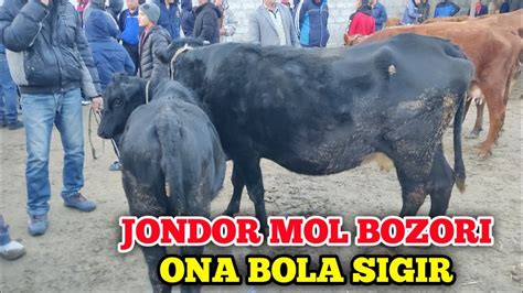 JONDOR MOL BOZORI ONA BOLA SIGIR NARXLARI 30 10 2022 YouTube