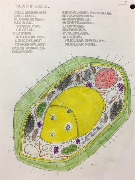 Plant Cell Diagram Diagram Quizlet