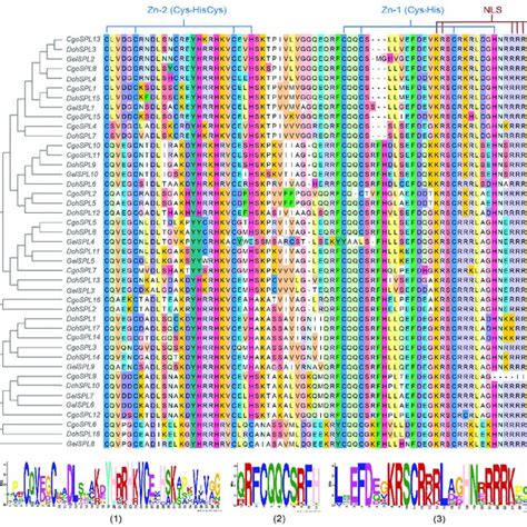 Conserved Motifs In The Spl Protein Amino Acid Sequences A Spl