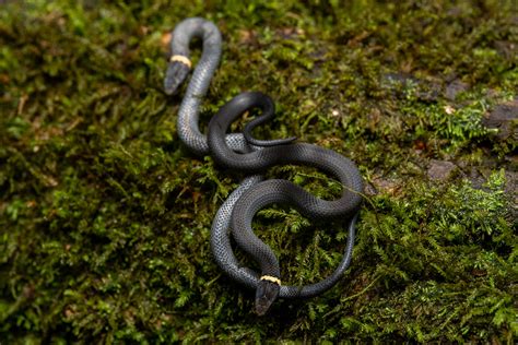 Ring Necked Snake Reptiles And Amphibians Of Mississippi