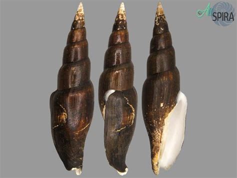 Isara Swainsonii Allspira Protected Species Sea Shells Marine