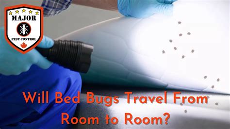 Will Bed Bugs Travel From Room To Room In Calgary Major Pest Control