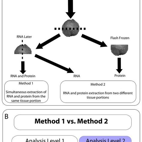 Pathway Representation Of The Differentially Expressed Transcript And Download Scientific