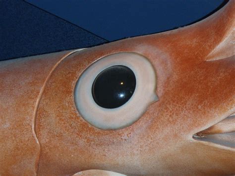 Colossal Squid Eye