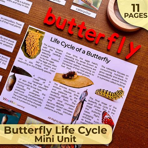 Butterfly Life Cycle Unit Study | Montessori Unit Study