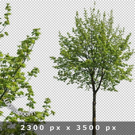 Cutout Trees V02 Architecture Visualization Tonytextures