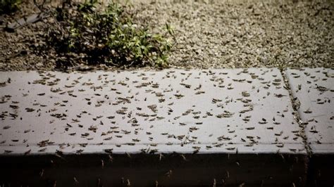 Insect Invasion Massive Grasshopper Swarms Strike Las Vegas Photo Videos — Rt Usa News