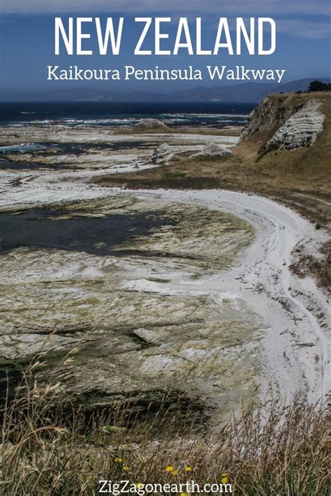 Irresti: Kaikoura Seal Colony Walk