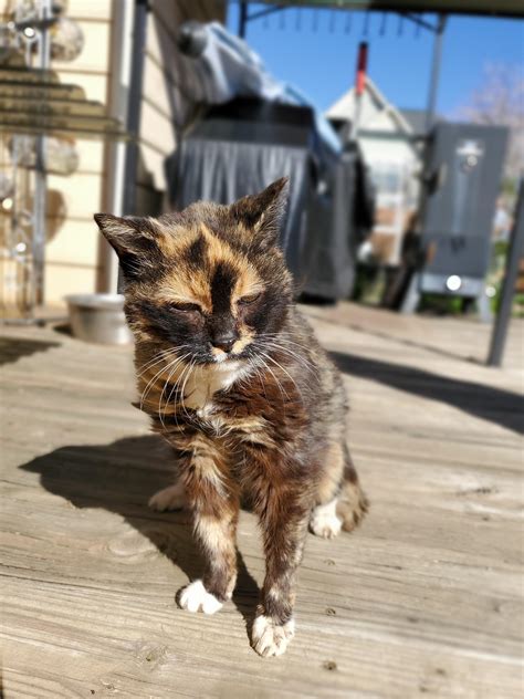 This is Mixi, she’s 21 years old this month :) : r/aww