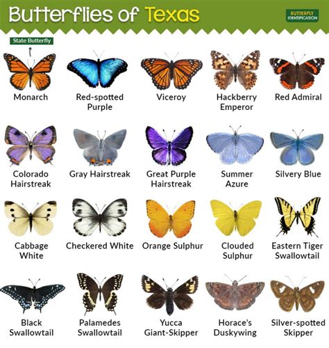 Types of Butterflies in Texas