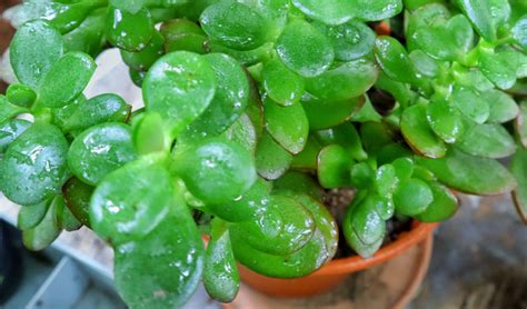 Jade Plants - Tips on Growing Jade Plants - Garden Lovers Club