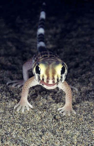 Common Wonder Frog Eyed Gecko Teratoscincus Scincus