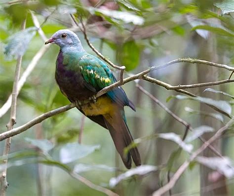 Wompoo Fruit Dove Exotic Natures Jewel In Rainbow Plumage