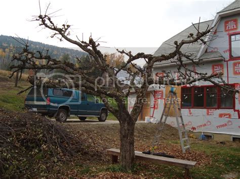 Pruning Neglected Apple Tree With Pictures Please Help • Gardening Forum