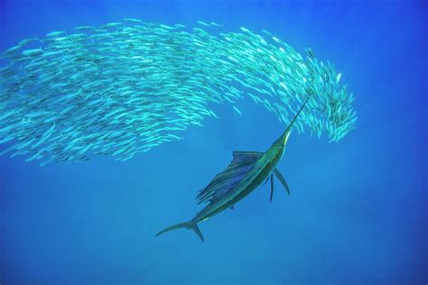 Atlantic Sailfish Attacking Spanish Sardines Gulf Of Mexico Photograph