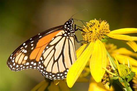 Borboleta De Monarca Plexippus Do Danaus Imagem De Stock Imagem De