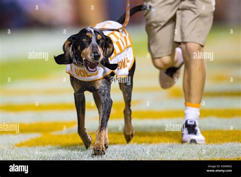 November 4, 2017: Tennessee Volunteers mascot Smokey during the NCAA ...