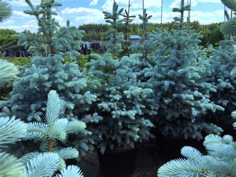Picea pungens Blue Diamond Ель колючая Блю Даймонд в Санкт-Петербурге