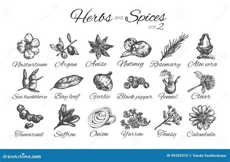 Herbs And Spices Collectionvector Hand Drawn Illustration Isolated