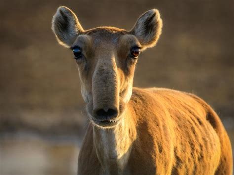 Saiga Female Sunset Close Up The Saiga Resource Centre