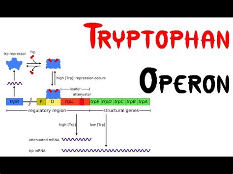 Tryptophan Operon - Online Biology Notes