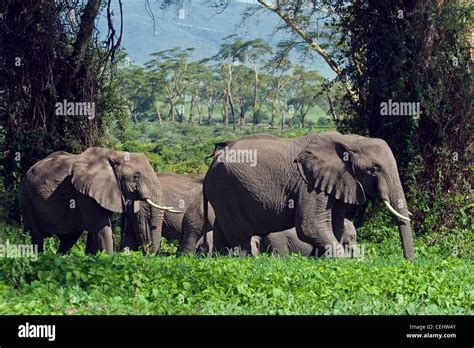 Ngorongoro Crater Tanzania Lerai Forest Hi Res Stock Photography And