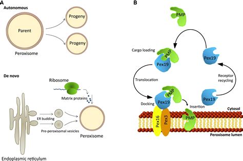 Peroxisomes A Nexus For Lipid Metabolism And Cellular Signaling Cell