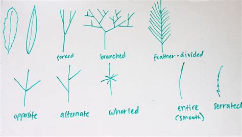 Invasive aquatic plant identification class teaches how to recognize ...