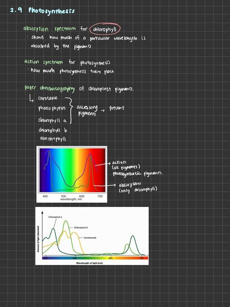 Action Spectrum Photosynthesis Pdf