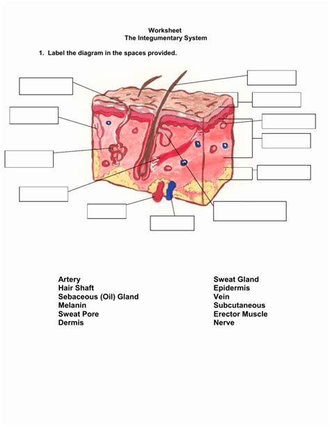 50 Integumentary System Worksheet Answers – Chessmuseum Template Library