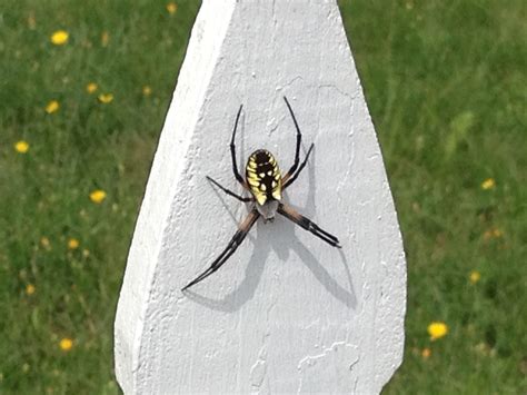 Found this female garden spider in my yard this morning : r/spiders