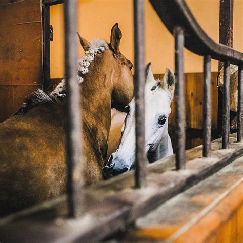 Pony Club (Kyiv, Ukraine): Address, Phone Number - Tripadvisor