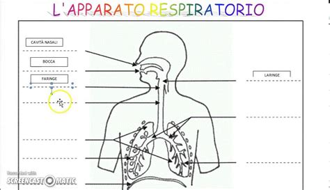 L Apparato Respiratorio Youtube