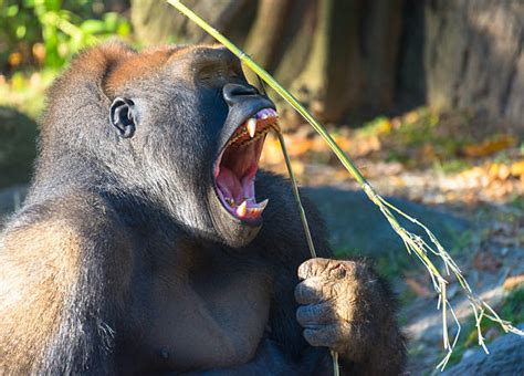 Angry Silverback Gorilla Teeth