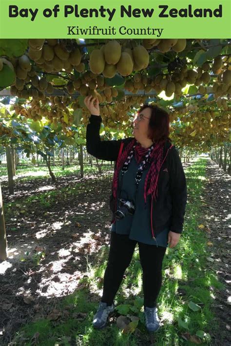 Kiwifruit Country Behind The Scenes At A New Zealand Kiwi Fruit Farm