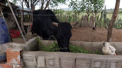 A Nossa Vaquinha Esta Perto De Dar Cria Mais Mostrando As Fruteiras E